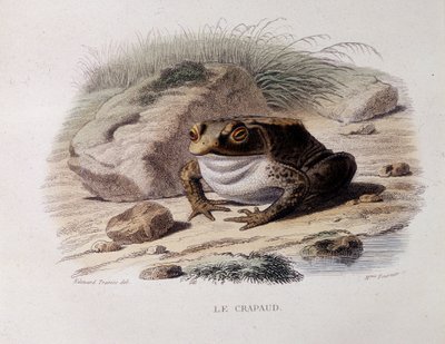 Ortak kurbağa (Bufo bufo) - “” Lacepede”” by French School