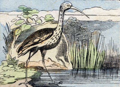 Kıvırcık. "Buffon Alphabet des Oiseaux n 2" de gravür. 3. Serie N 2. Epinal