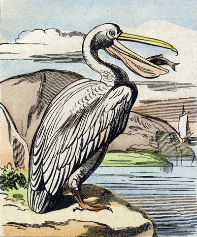Pelikan. "Buffon Alphabet des Oiseaux n 1" de gravür. 3. Serie N 1. Epinal
