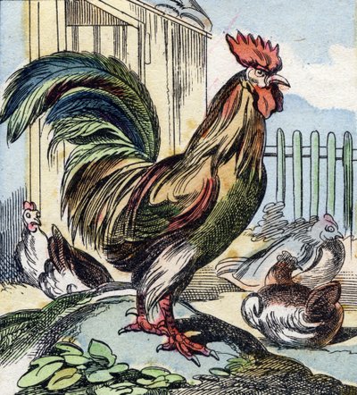 Horoz. "Buffon Alphabet des Oiseaux n 2" de gravür. 3. Serie N 2. Epinal