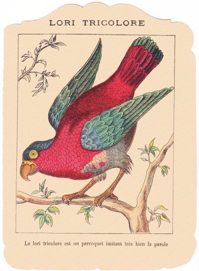 Üç renkli kamyon, konuşmayı çok iyi taklit eden bir papağandır. 19. yüzyıl sonu (baskı) by French School