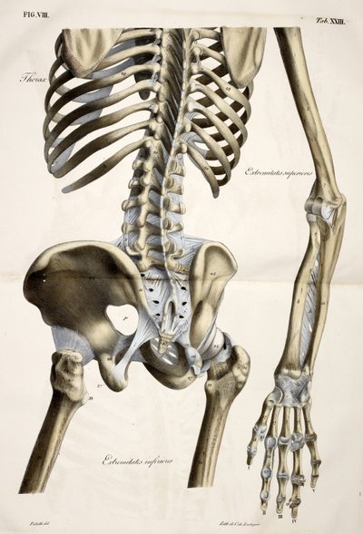 Toraks, açıklayıcı bir metin eşliğinde doğal boyutlara göre yapılmış insan vücudunun Anatomik plakalarından cte de Lasteyrie tarafından yayınlanmıştır by French School