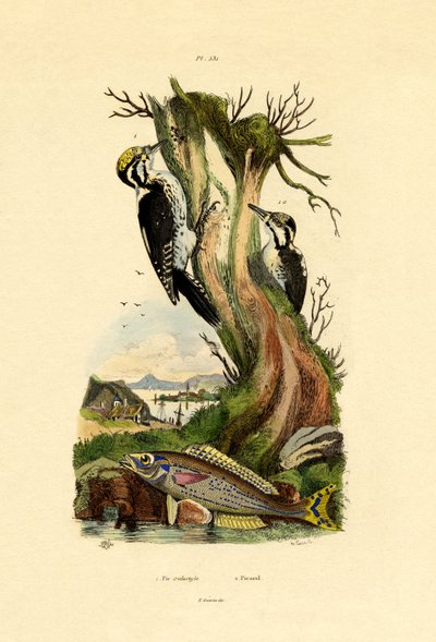 Üç Parmaklı Ağaçkakan, 1833-39 by French School