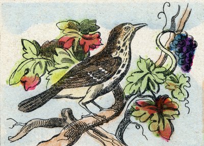 Pamukçuk. "Buffon Alphabet des Oiseaux n 1" de gravür. 3. Serie N 1. Epinal