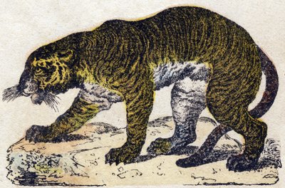 Kapla. “Alphabet des animaux sauvages”” üzerine gravür. 9. Seri. Epinal