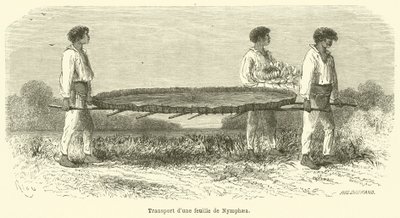 Nymphaea yaprağının taşınması (gravür) by French School