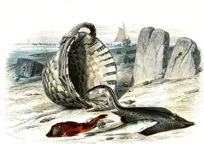 Trigle grondin (Trigle cuculus), mezgit (merlangius merlangus), raie grondin (dipturus batis) - Bernard Germain de Lacepede (1856-1925) tarafından Histoire Naturelle'den alınan plaka, P.Furme baskısı, Paris by French School