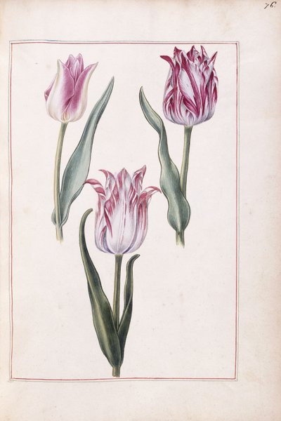 Laleler, 18. yüzyıl by French School