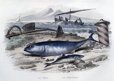 Tuna et uskumru - “Histoire naturelle” ”de, Lacépède, T.II, ed. Furne ve Cie, Paris by French School