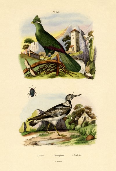 Turaco, 1833-39 by French School