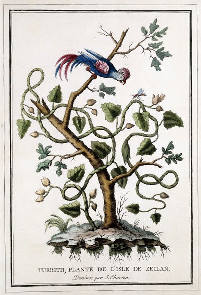 Turbith, Zeilan Adası bitkisi, 1784 by French School