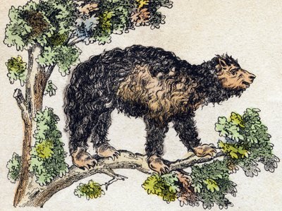 Unau (tembel). “Alphabet des animaux sauvages” içinde gravür. 9. Seri. Epinal'in görüntüsü, Pellerin, matbaa-yayıncı, 1870 dolaylarında. Ahşap üzerine gravürler, şablonla. 16 sayfa. Karartma: 20 x 15 cm. Özel koleksiyon by French School