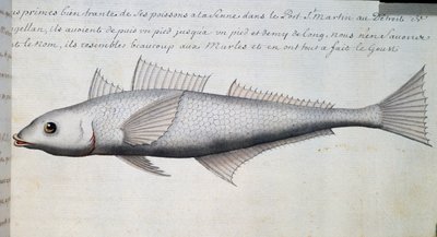Bilinmeyen balık, Macellan Boğazı, Jacques Gouin de Beauchesne (1652-1730), Compagnie royale de la Mer du Sud