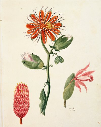 Vanilya orkide (vanilya planifolia) tarafından Lejeune by French School