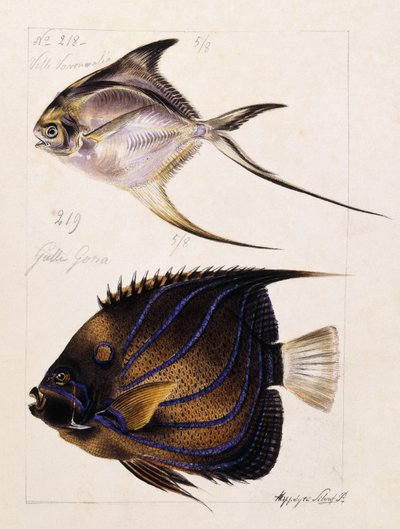 Velle... Vb, 1850 dolayları by French School