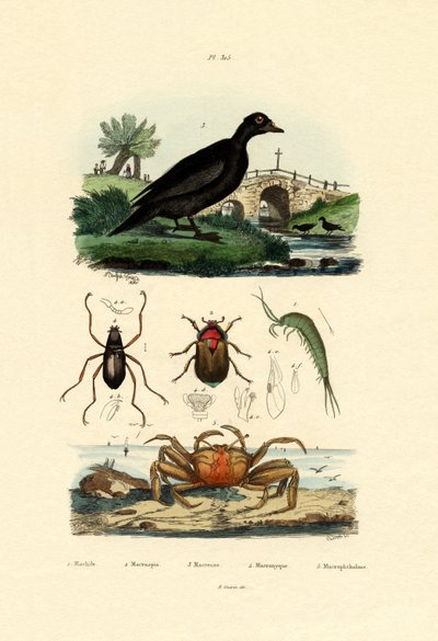 Kadife Ördek, 1833-39 by French School
