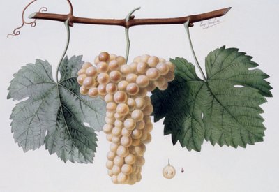 Viognier üzüm çeşidi, Viogne