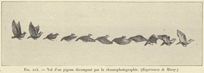 Kronofotografi ile çürümüş bir güvercin uçuşu by French School