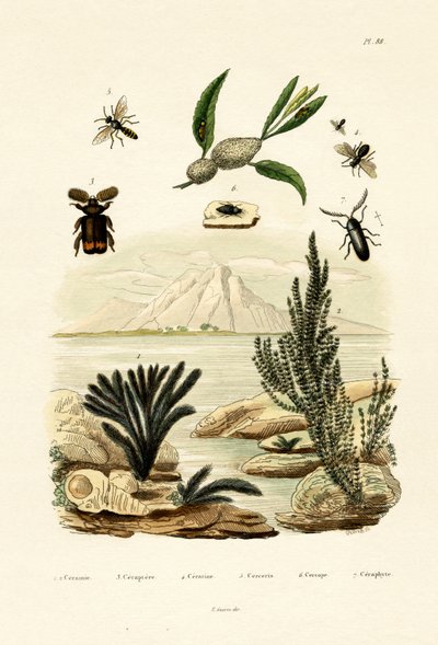 Yaban arısı, 1833-39 by French School