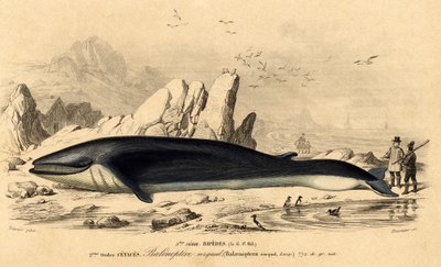 Balina veya baleinoptere (Balaenoptera rorqual) by French School