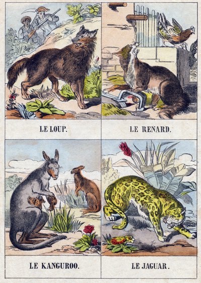 Kurt; Tilki; kanguru ; Jaguar. "Buffon Alphabet des Animaux" gravürü. 3. Seri N 1. Epinal
