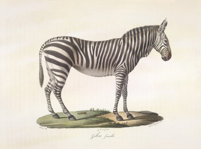 Dişi zebra. Memelilerin Doğal Tarihinden (renkli taş) dişi zebra by French School