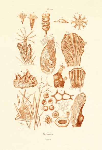 Zoofitler, 1833-39 by French School