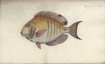 Chaetodon chirurgus, 1787