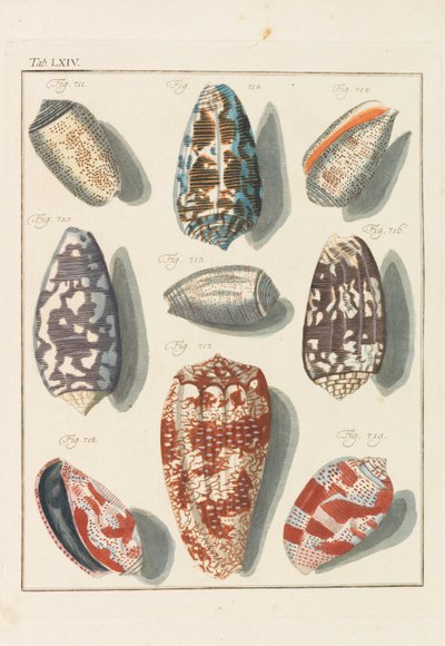 Yeni sistematik konchylia kabini, 1768. by Friedrich Heinrich Wilhelm Martini