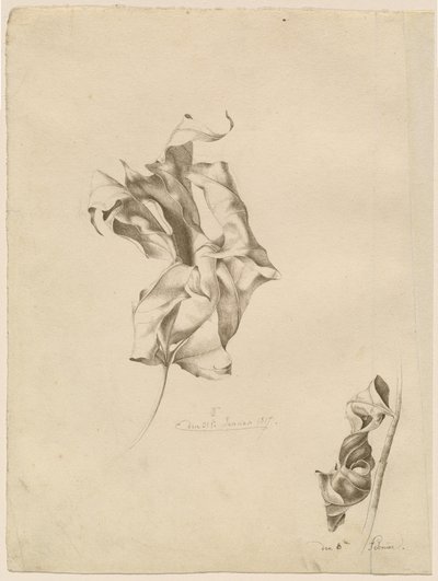 Buruşuk Yapraklar by Friedrich Olivier