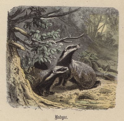 Porsuk (renkli gravür) by Friedrich Specht