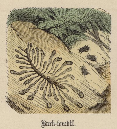 Kabuk böceği (renkli gravür) by Friedrich Specht