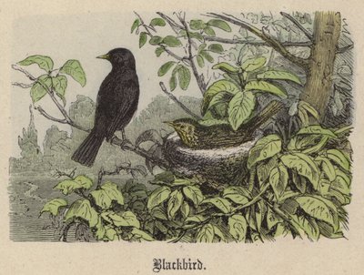 Kara kuş (renkli gravür) by Friedrich Specht