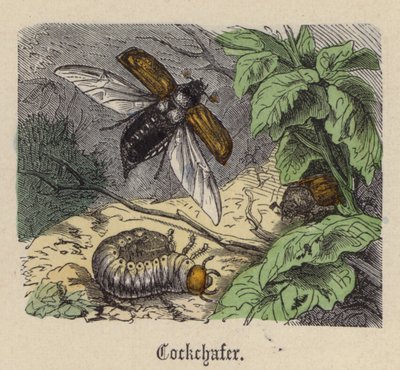 Cockchafer (renkli gravür) by Friedrich Specht
