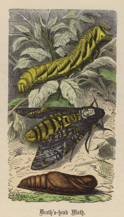 Ölüm başı Güvesi (renkli gravür) by Friedrich Specht