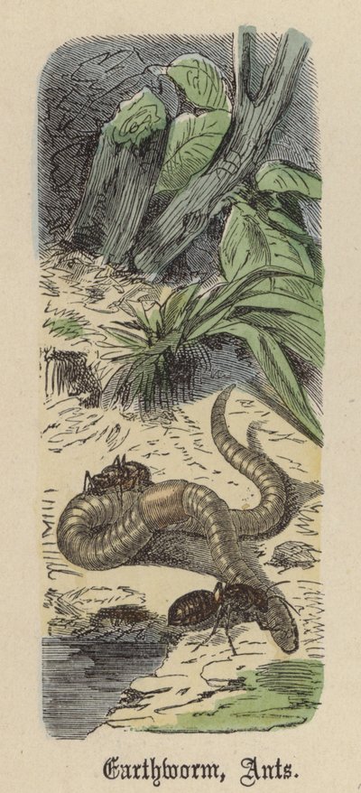 Solucan, Karıncalar (renkli gravür) by Friedrich Specht