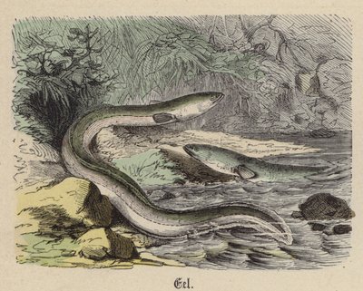 Yılan balığı (renkli gravür) by Friedrich Specht