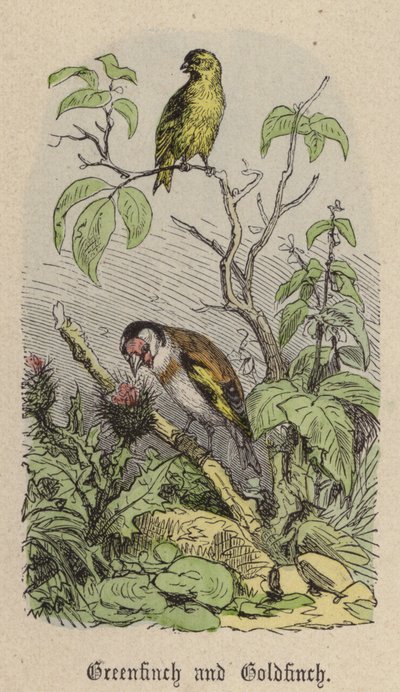 Greenfinch ve Goldfinch (renkli gravür) by Friedrich Specht