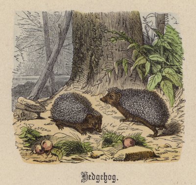 Kirpi (renkli gravür) by Friedrich Specht