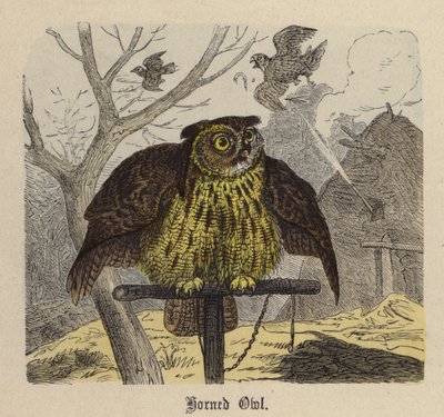 Boynuzlu Baykuş (renkli gravür) by Friedrich Specht