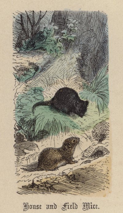 Ev ve Tarla Fareleri (renkli gravür) by Friedrich Specht