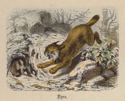 Lynx (renkli gravür) by Friedrich Specht