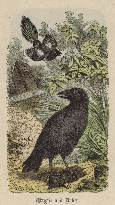 Saksağan ve Kuzgun (renkli gravür) by Friedrich Specht