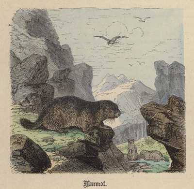 Dağ sıçanı (renkli gravür) by Friedrich Specht