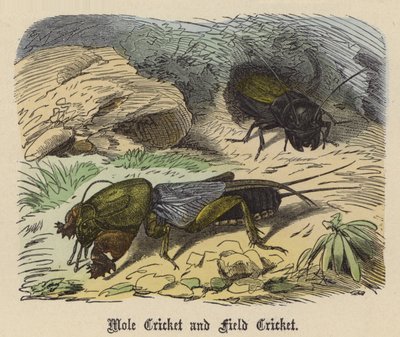 Köstebek Kriket ve Tarla Kriket (renkli gravür) by Friedrich Specht