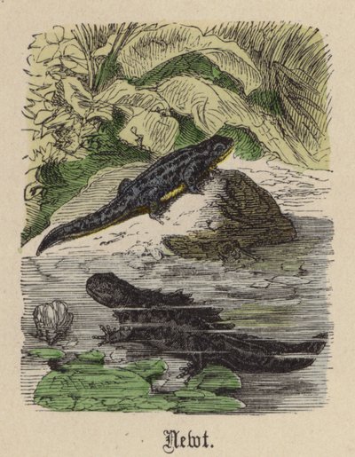 Newt (renkli gravür) by Friedrich Specht