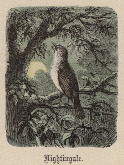Bülbül (renkli gravür) by Friedrich Specht