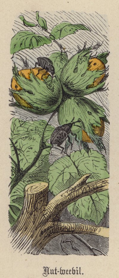 Fındık kurdu (renkli gravür) by Friedrich Specht