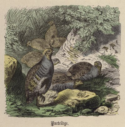 Keklik (renkli gravür) by Friedrich Specht