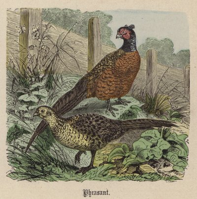 Sülün (renkli gravür) by Friedrich Specht